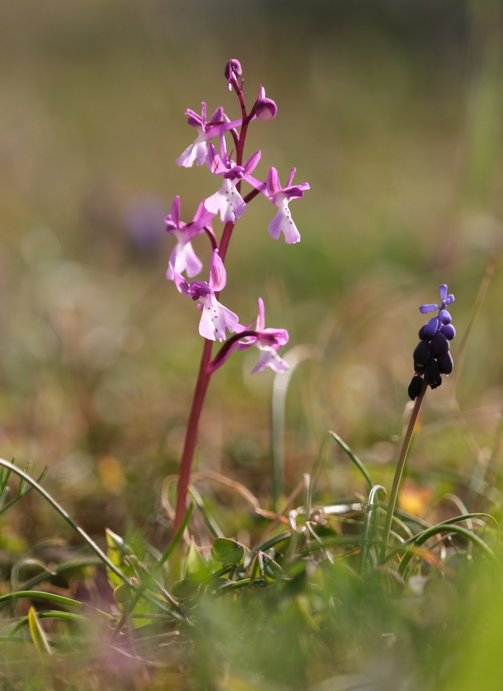 Anno nuovo, orchidee nuove: dalla Grecia con passione.